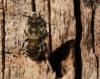 Osmia sp.